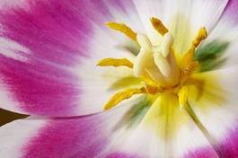 Naklejka ładny sztuka tulipan świeży