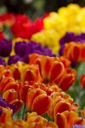 Plakat natura tulipan kwiat waszyngton rolnictwo