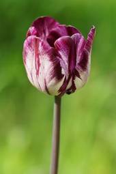 Plakat roślina kwiat obraz tulipan natura
