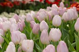 Plakat lato piękny ogród tulipan łąka