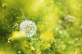 Obraz na płótnie trawa żółty umrzeć wiatr puch