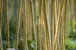 Obraz na płótnie ogród orientalne bambus roślina japoński