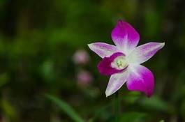 Obraz na płótnie orhidea natura egzotyczny lato