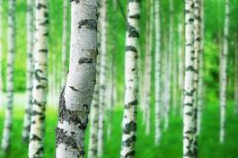 Plakat piękny szwecja natura lato drzewa