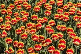 Plakat roślina natura piękny świeży tulipan
