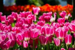 Obraz na płótnie turcja tulipan natura