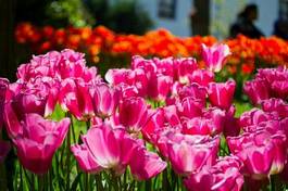 Naklejka turcja tulipan pole kwiat