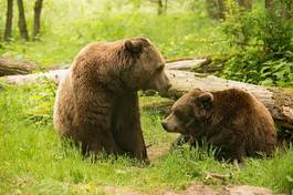 Plakat zwierzę ssak niedźwiedź dzikość niedźwiedź brunatny