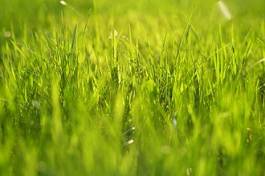 Naklejka trawa łąka widok wzór