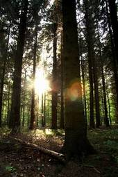 Plakat dziki drzewa bezdroża las