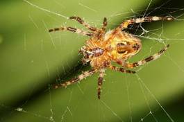 Plakat wzór natura pająk zwierzę ogród