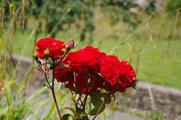 Fotoroleta ogród roślina kwiat czerwony