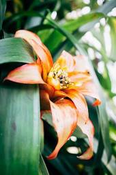 Plakat tropikalny lato roślina egzotyczny kwiat