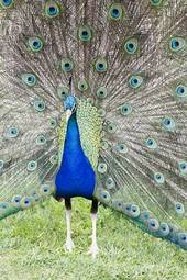 Plakat ptak ładny zwierzę oko tropikalny