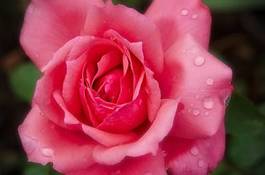 Plakat ogród kwiat miłość rosa