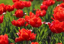 Plakat piękny tulipan ogród kwiat