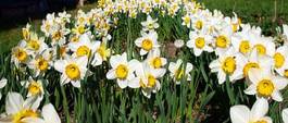 Plakat beautiful yellow daffodils field in spring time