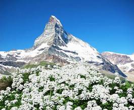 Plakat alpy góra kwitnący kwiat