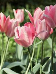 Naklejka tulipan roślina piękny kwiat świeży