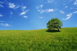 Plakat wiejski trawa pejzaż pole błękitne niebo