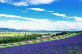 Plakat wieś roślina błękitne niebo krajobraz