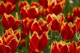 Plakat natura kwiat tulipan