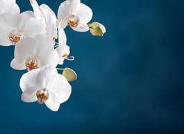 Obraz na płótnie kwiat egzotyczny orhidea