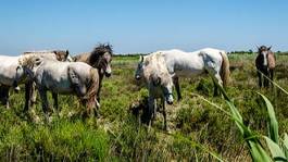 Naklejka krajobraz natura koń hodowlanych gra