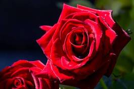 Naklejka kwiat ogród różowy czerwony