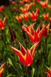 Plakat tulipan pole wiejski