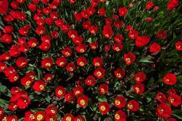 Naklejka wiejski kwiat park tulipan lato