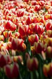 Naklejka lato park tulipan