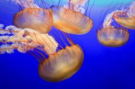 Plakat meduza ryba zwierzę piękny