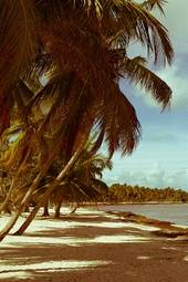 Plakat palma hawaje tropikalny