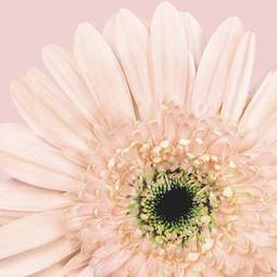 Obraz na płótnie roślina stokrotka kwiat fotografia