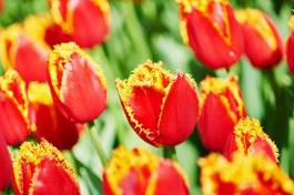 Naklejka tulipan pole ogród kwiat bukiet