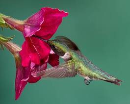 Plakat natura kwiat koliber ptak hummer