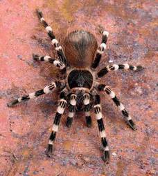 Plakat zwierzę pająk noga carnivore tarantula
