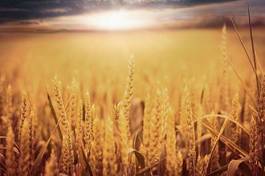 Plakat lato zboże żyto niebo rolnictwo