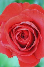 Plakat natura kwiat rose