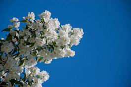 Obraz na płótnie kwiat drzewa niebo jaśmin