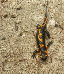 Plakat natura zwierzę gad salamandra 