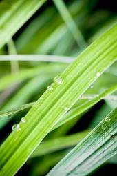 Obraz na płótnie fresh morning dew on spring grass