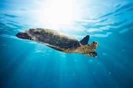 Naklejka filipiny indonezja podwodne zwierzę