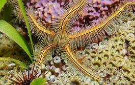 Plakat morze karaibskie morze zwierzę morskie egzotyczny podwodne