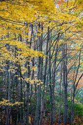 Fototapeta las jesień drzewa plaża topola