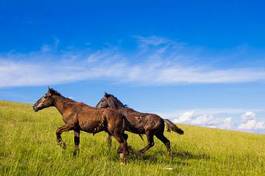 Naklejka natura krajobraz koń