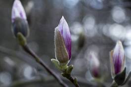 Plakat gałązka magnolia ogród