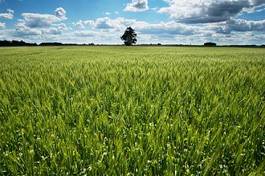 Naklejka green wheat field.