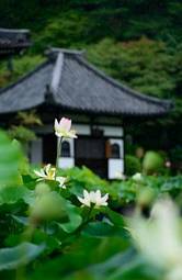 Plakat azja japonia świątynia kropla deszczu kwota